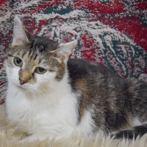 Valentine thumbnail 2