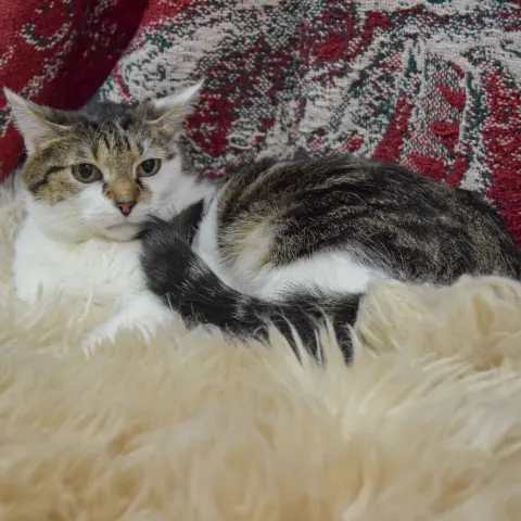 Valentine thumbnail 3