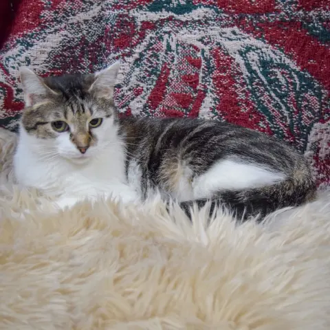 Valentine thumbnail 4