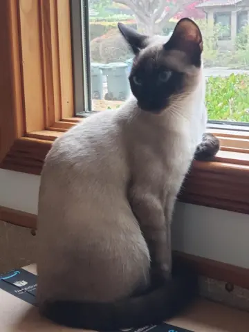 Jelly Bean thumbnail 2