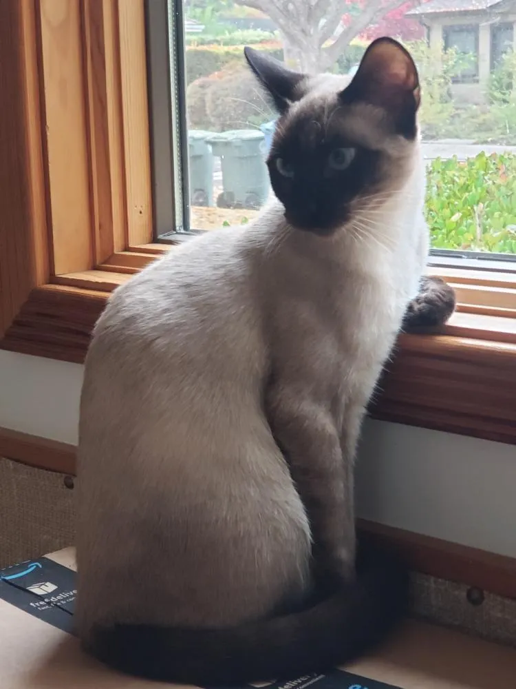 Jelly Bean - Photo 2