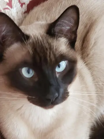 Jelly Bean thumbnail 4