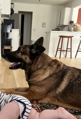 Achilles thumbnail 5