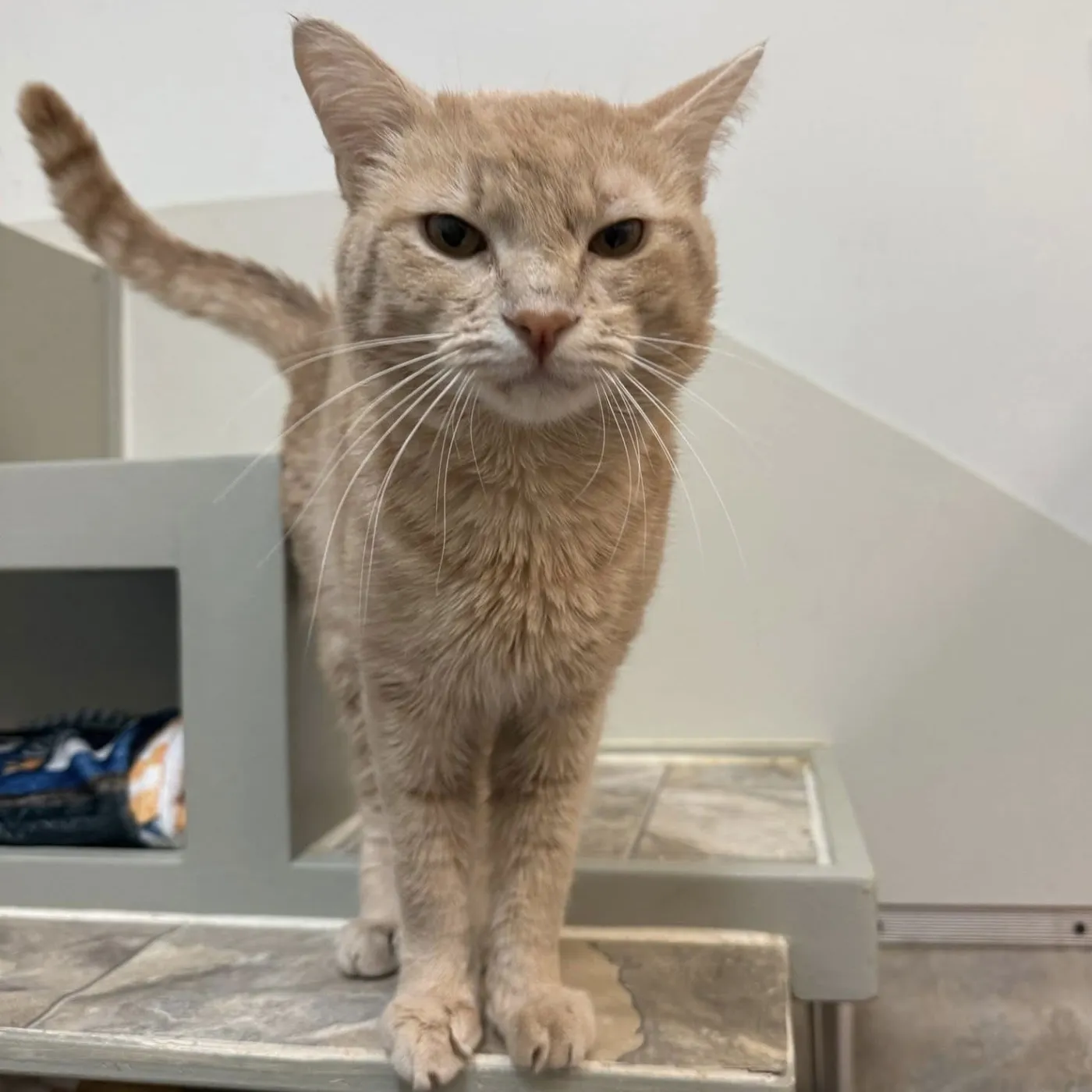 Cream Cheese - Photo 1