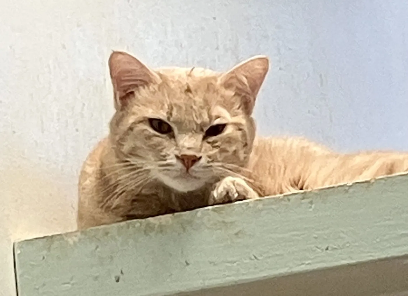 Cream Cheese - Photo 2