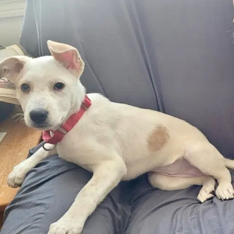 Annabelle thumbnail 2