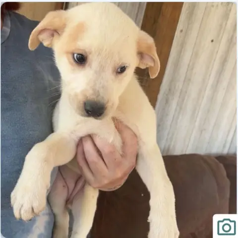 Annabelle thumbnail 3