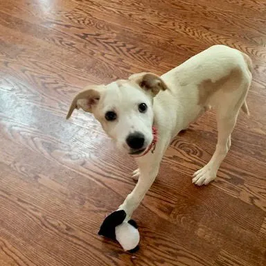 Clarabelle - Photo 2