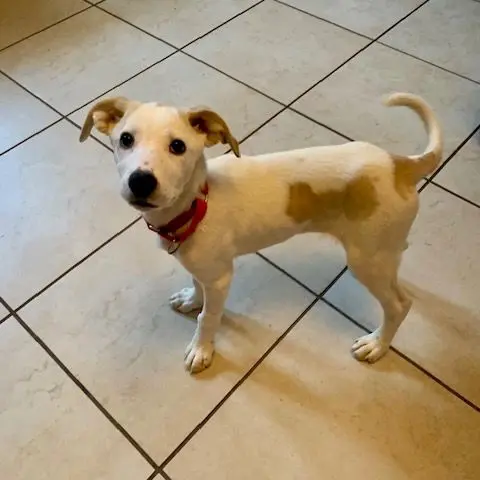 Clarabelle thumbnail 3