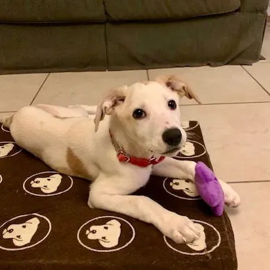 Clarabelle - Photo 4