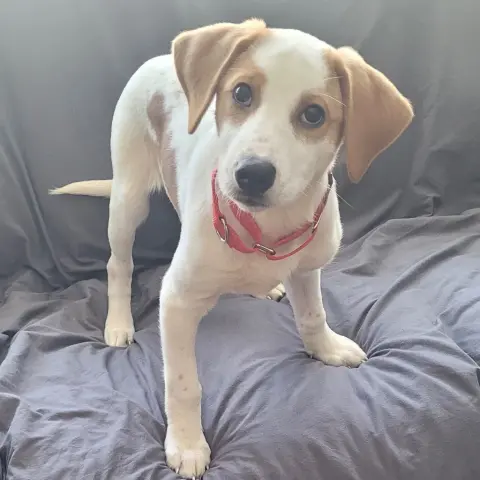 Rosabelle thumbnail 2