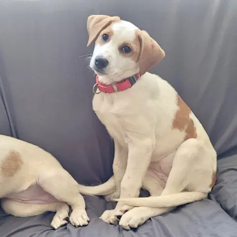 Rosabelle thumbnail 3