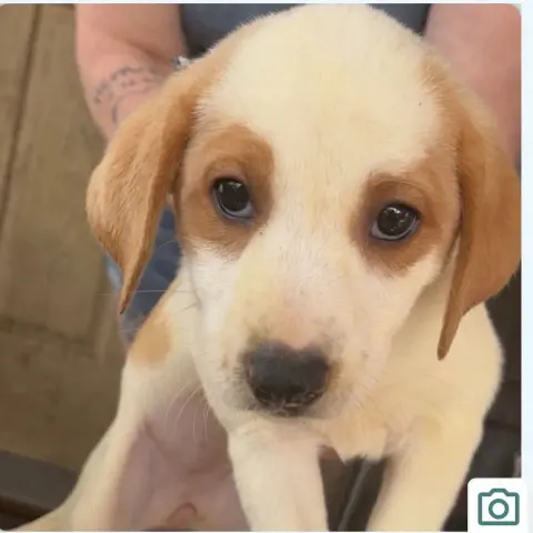 Rosabelle thumbnail 4