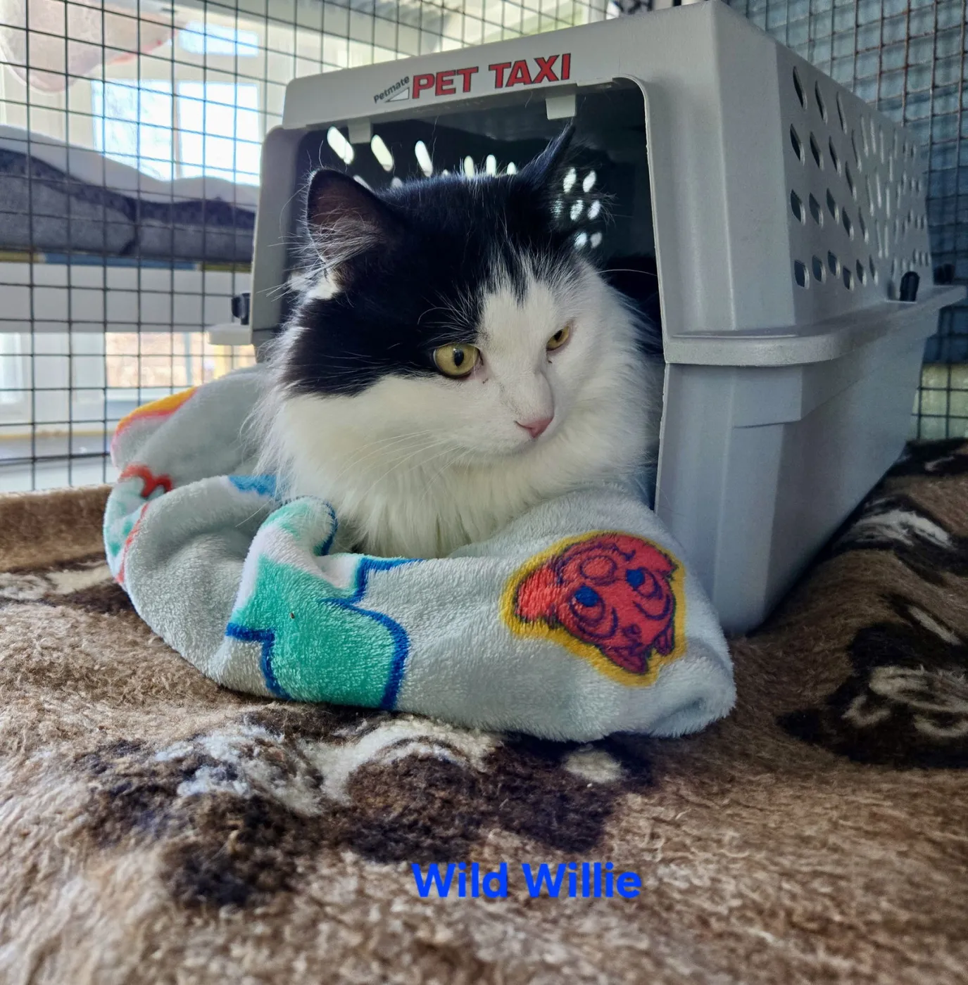 Wild Willie - Photo 1