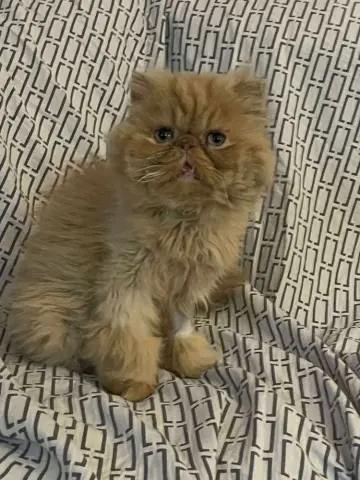 Garfield thumbnail 3