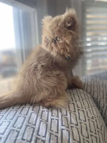 Garfield thumbnail 4