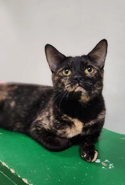 Kaleidoscope - Photo 2