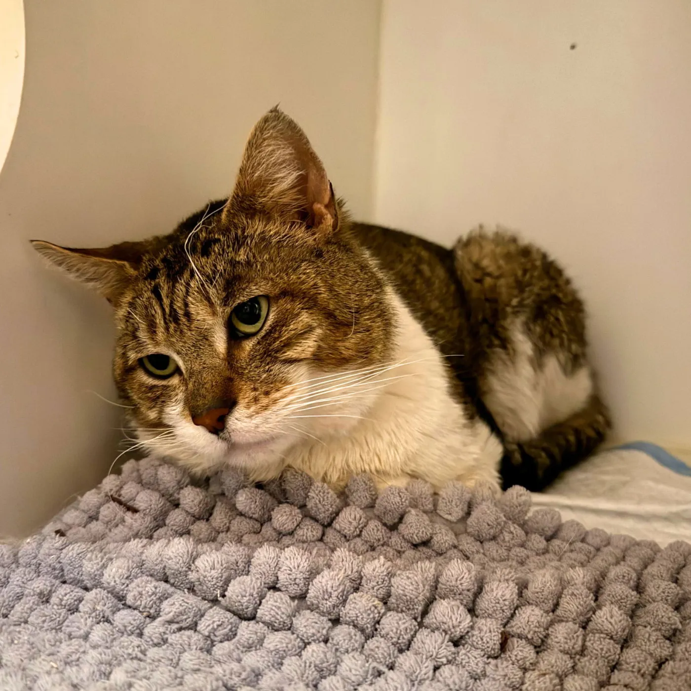 Chimichanga - Photo 1