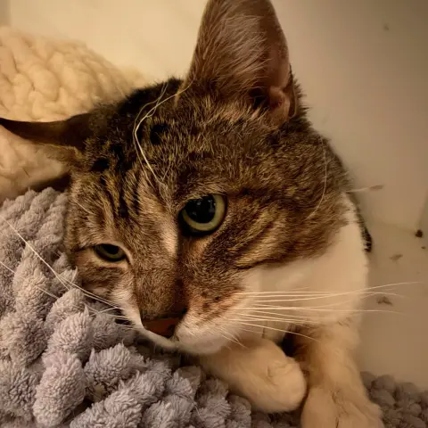 Chimichanga thumbnail 2