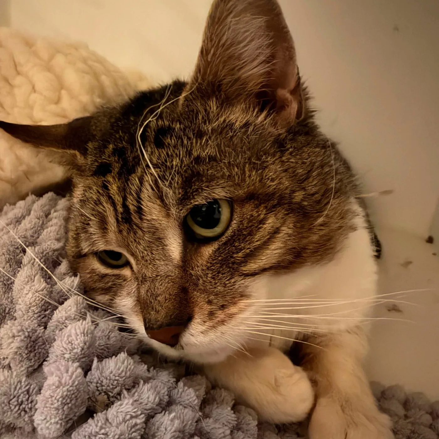 Chimichanga - Photo 2