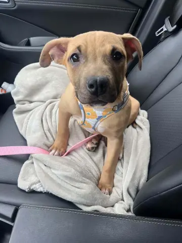 Cindy Lou thumbnail 2