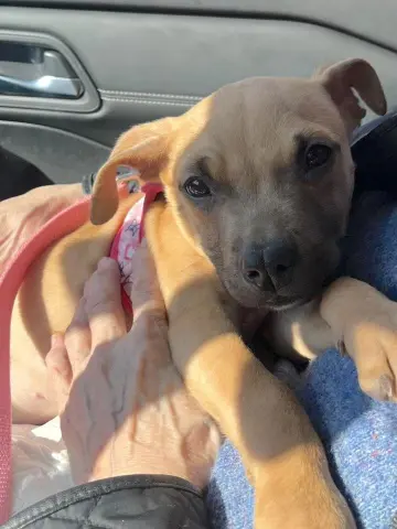 Cindy Lou thumbnail 3