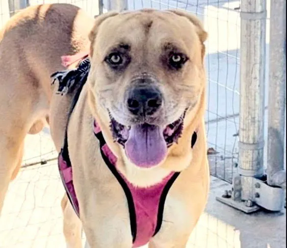 Donkey Kong - Photo 1