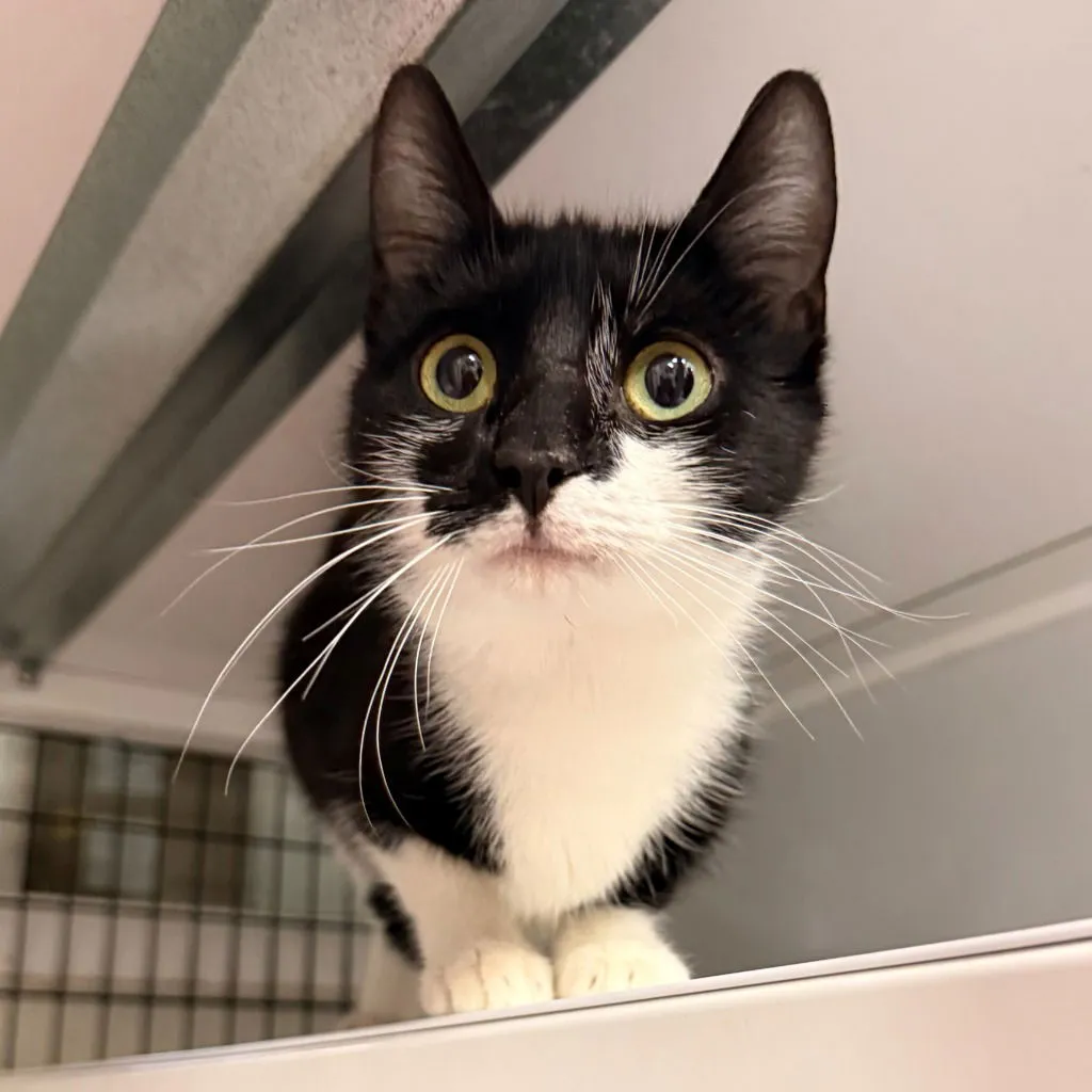 Meow Mixalot - Photo 2