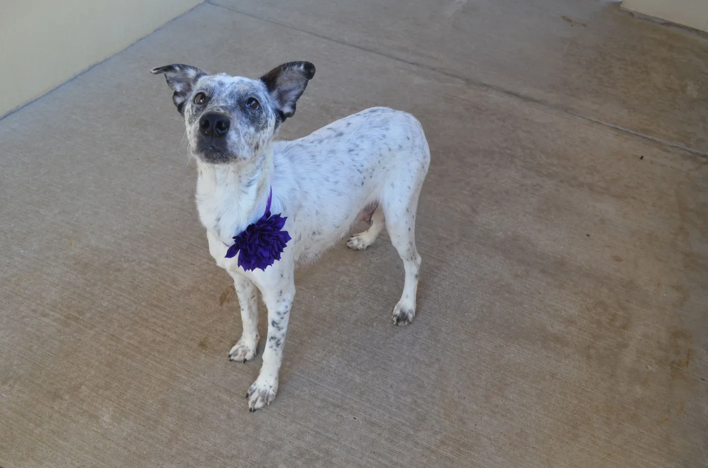 Cookie Dough - Photo 1