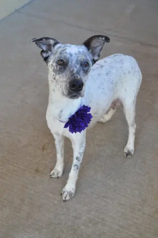 Cookie Dough thumbnail 2