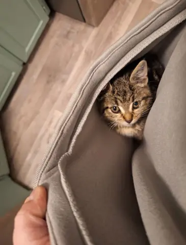 Bella Bob thumbnail 3