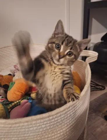 Bella Bob thumbnail 5