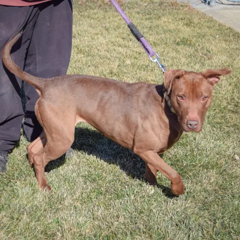 Cinnamon thumbnail 3