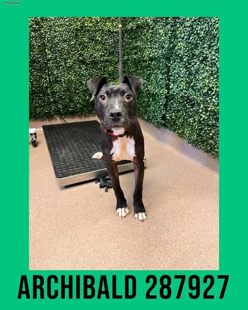 Archibald - Photo 1
