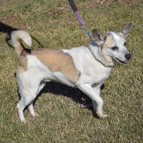 Valentine thumbnail 4