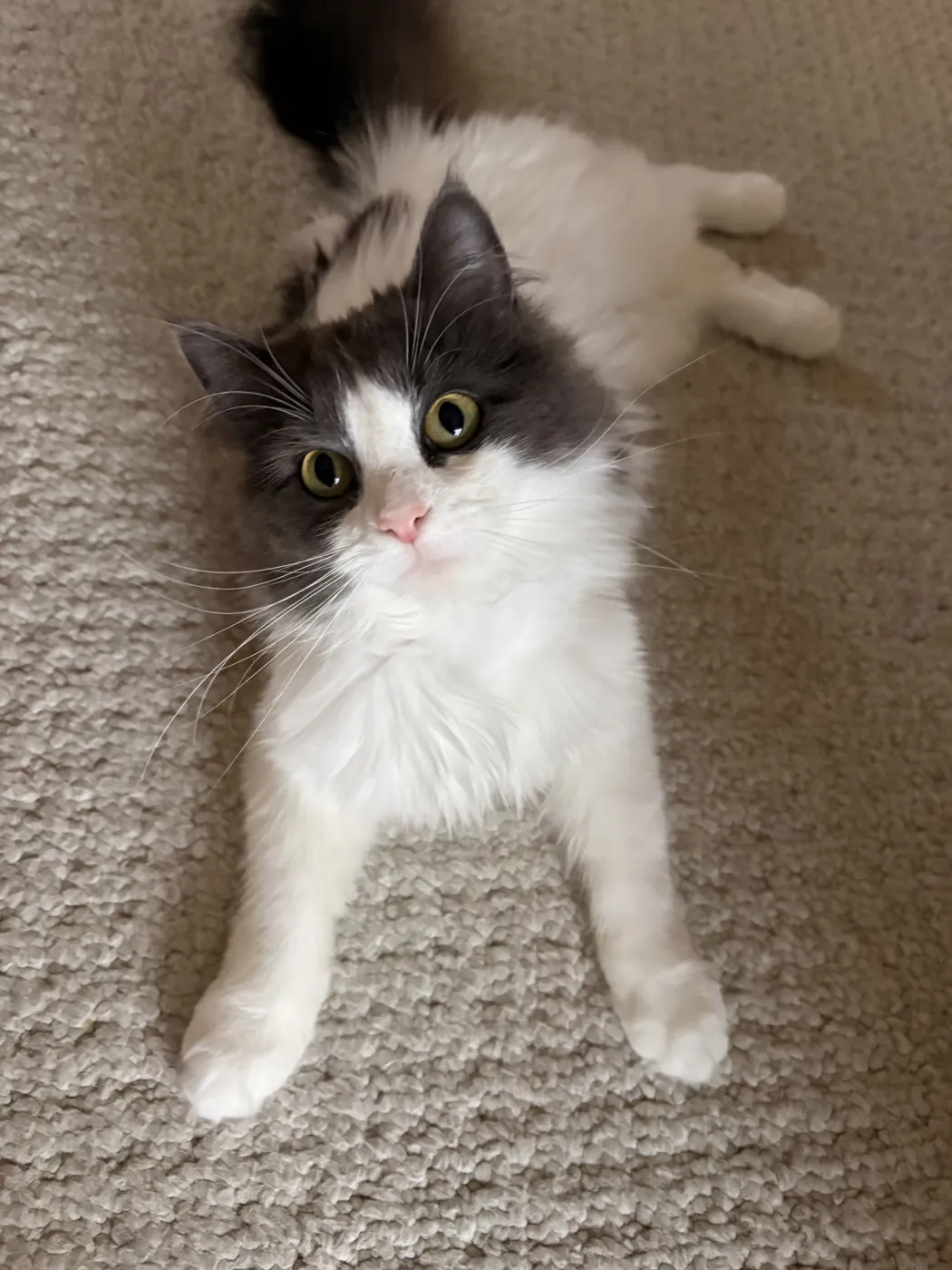 Holly Jolly - Photo 1