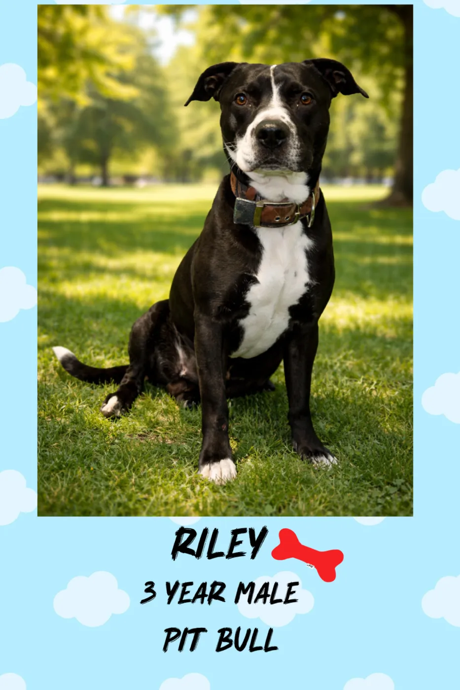 Riley - Photo 1