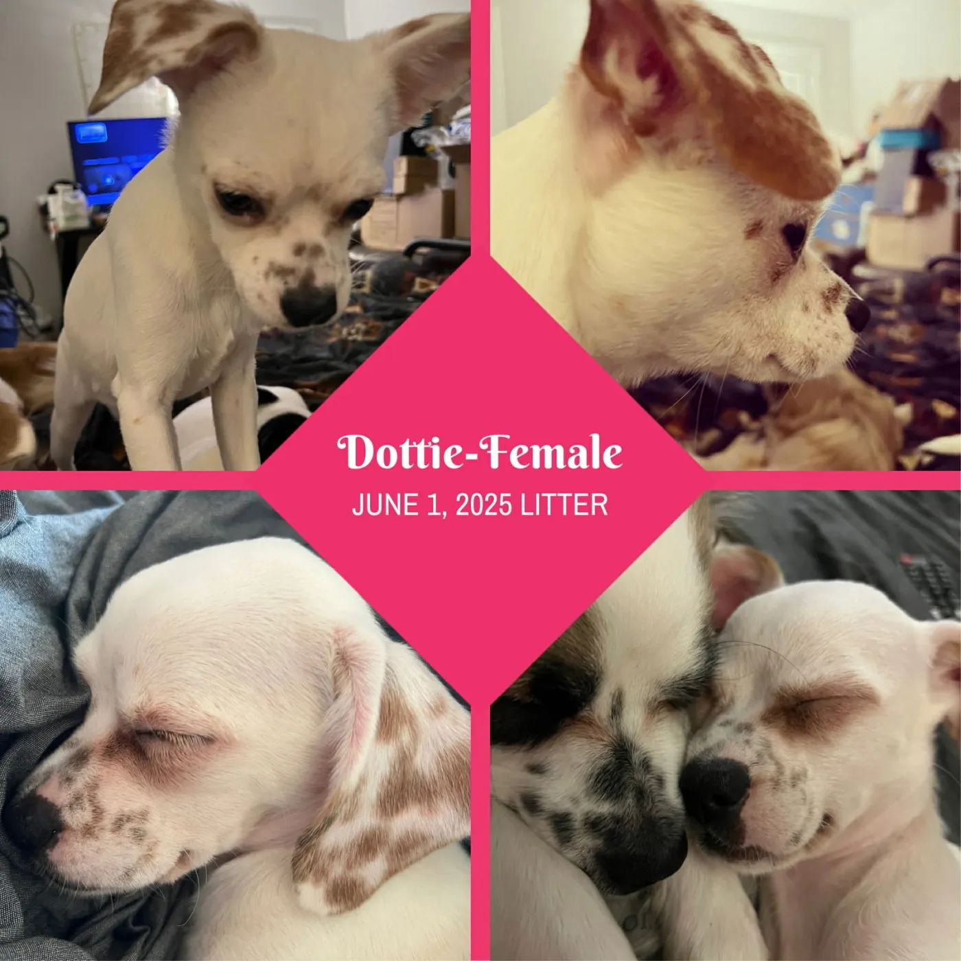 Dottie - Photo 3