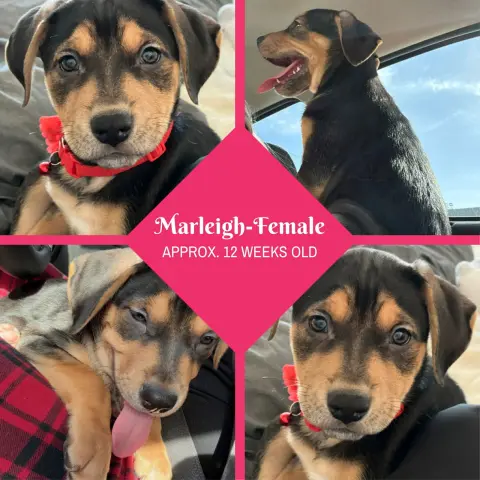 Marleigh Mae thumbnail 4