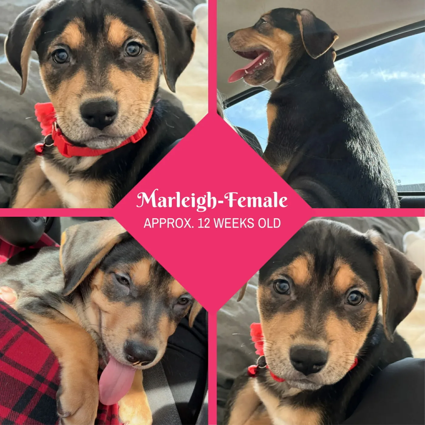 Marleigh Mae - Photo 4