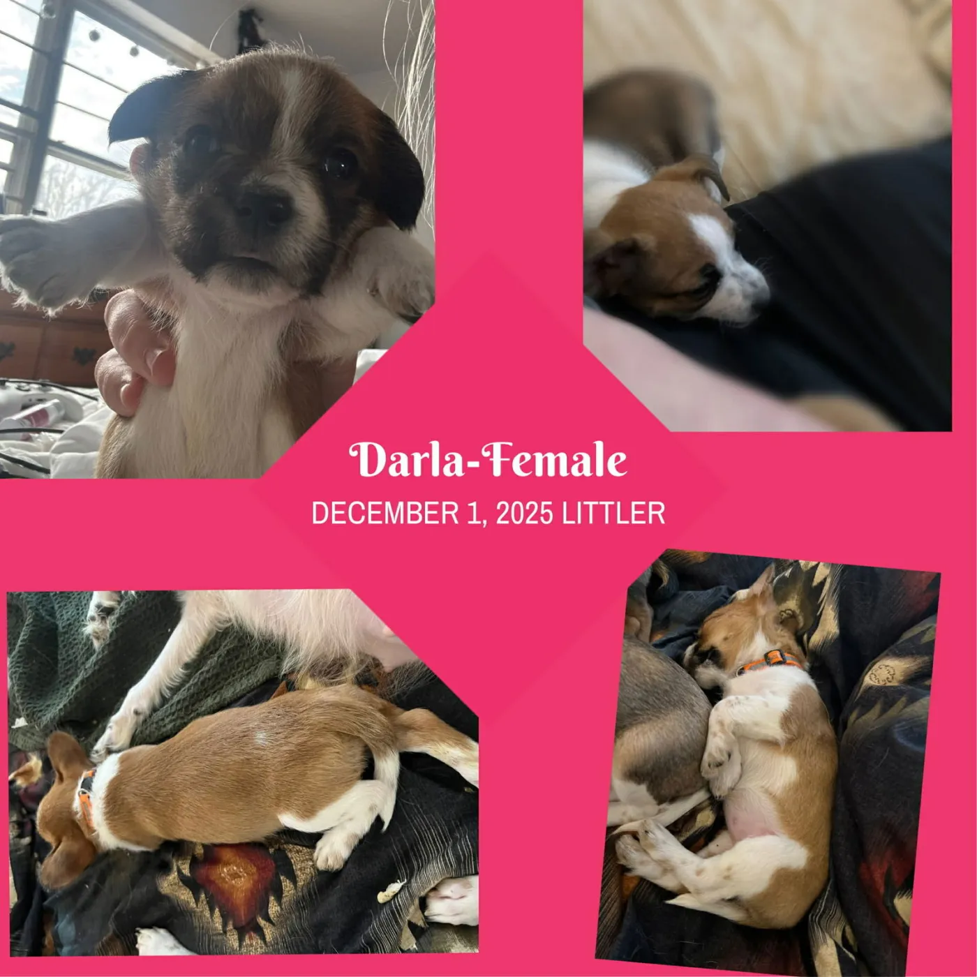 Darla - Photo 3