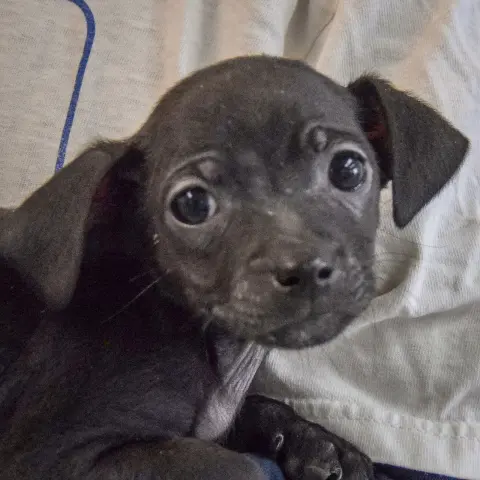 Shamrock thumbnail 5