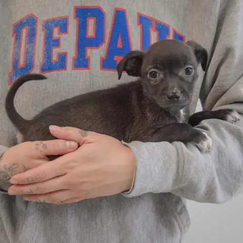 Sunflower thumbnail 2