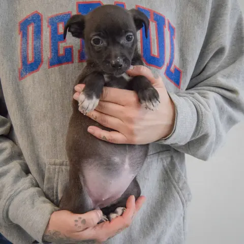 Sunflower thumbnail 3