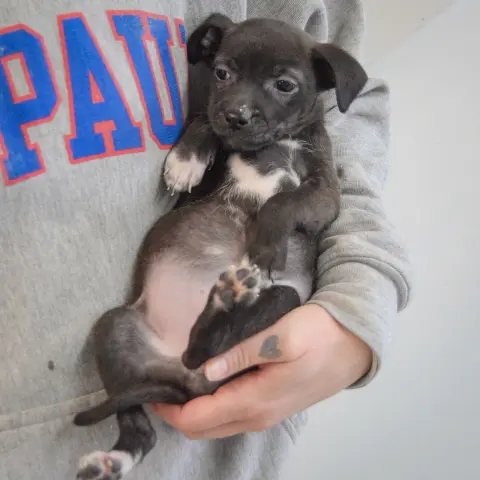 Sunflower thumbnail 4