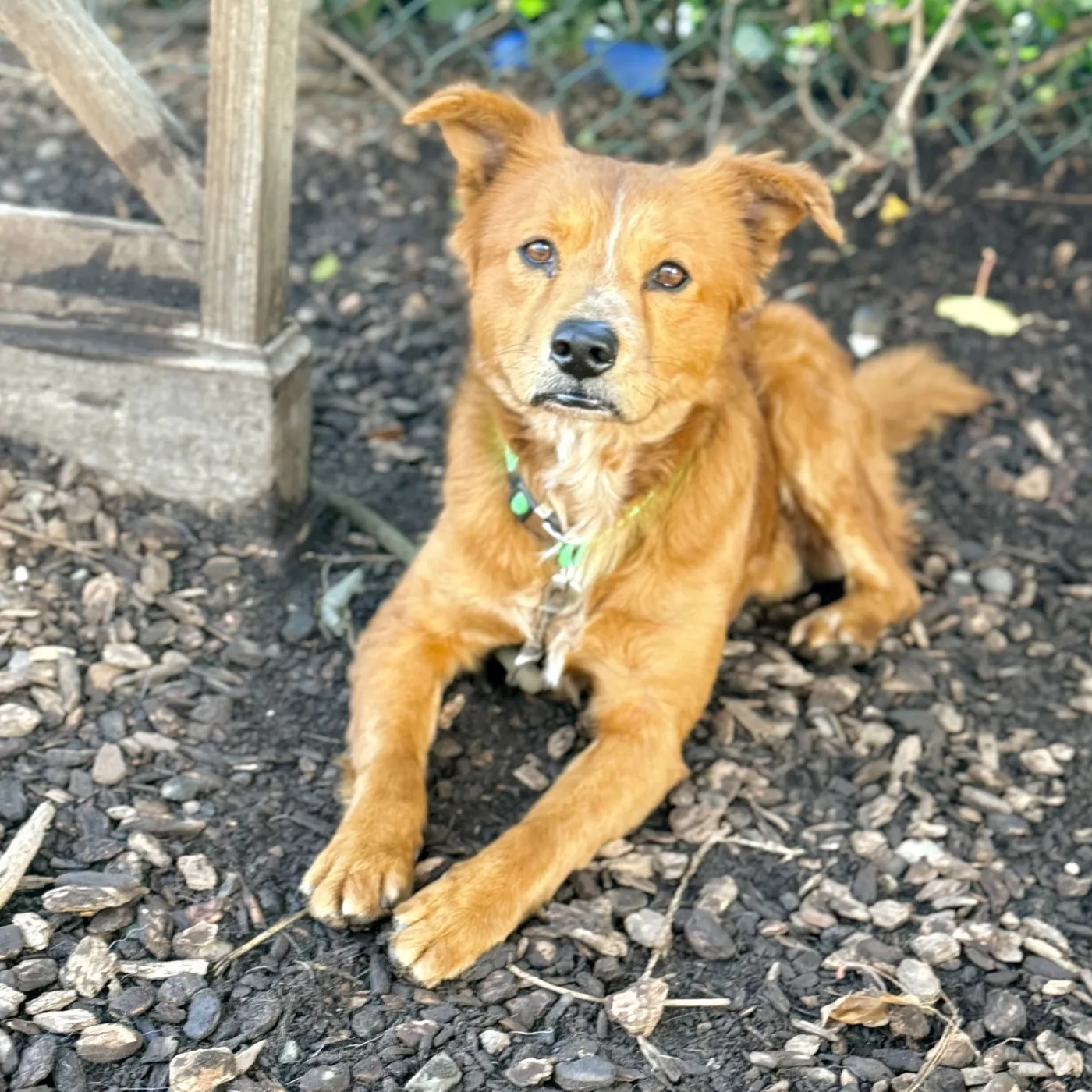 Stuart Little - Photo 1