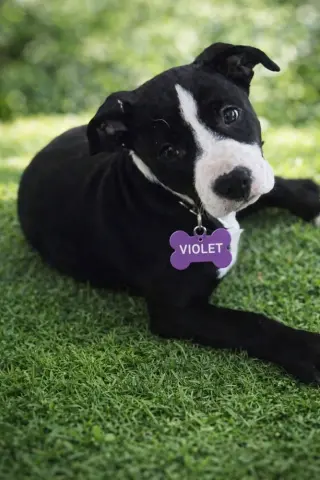 Violet thumbnail 2