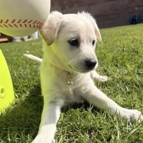 Cranberry thumbnail 2