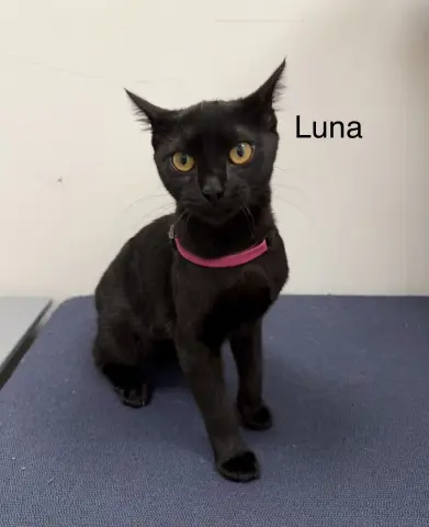 Luna thumbnail 2