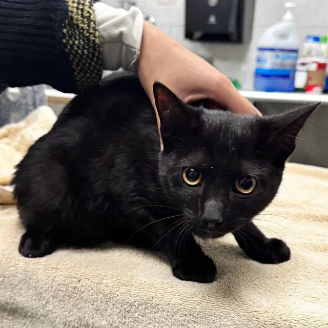 Darth Maul - Photo 1